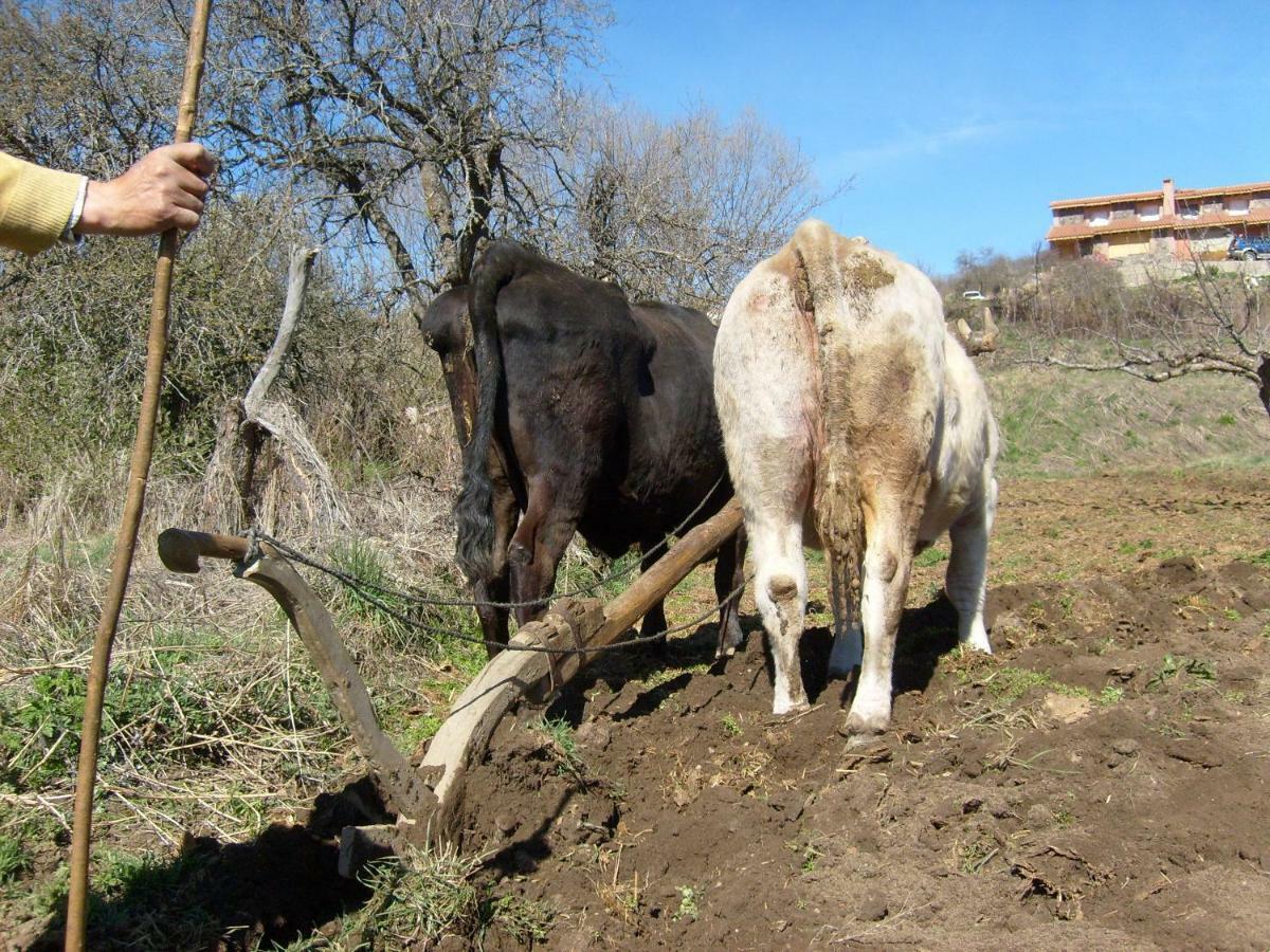 El Rondillo De Gredos Guest House Hoyos del Collado ภายนอก รูปภาพ